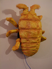 phylloxera.jpg